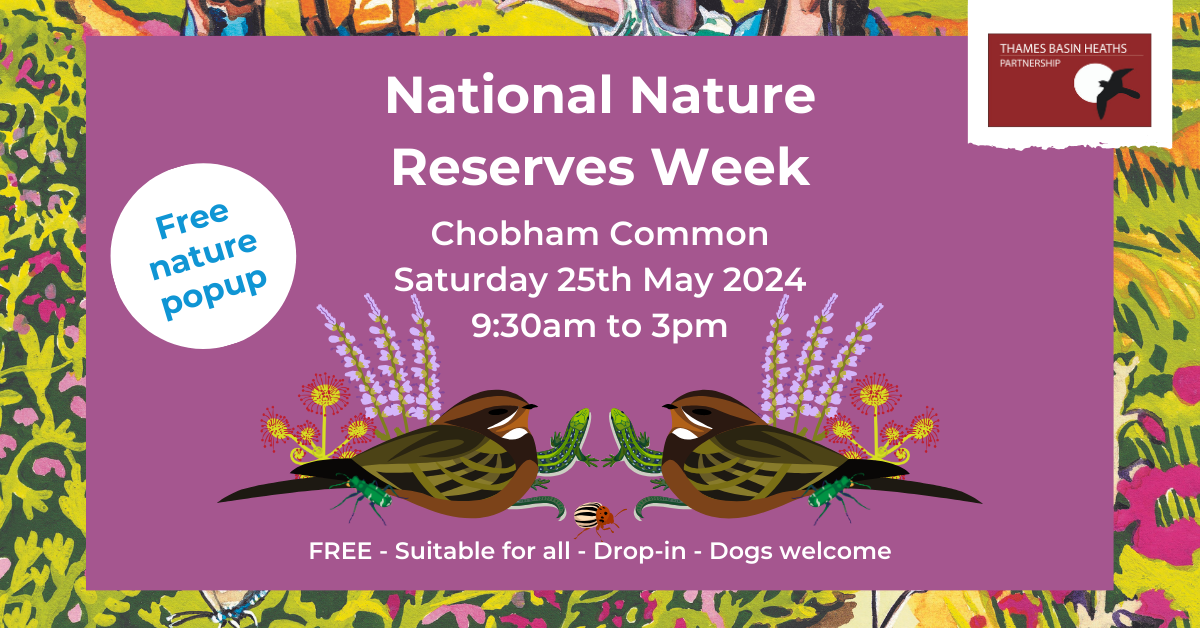 Vibrant purple poster with nightjar, lizard and heather graphics, advertising a National Nature Reserves Week event at Chobham Common