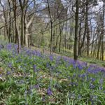Photo of a lovely blue bank of bluebells.