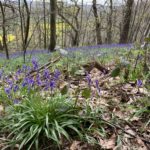 Photo of a woodland in springtime with bluebells scattered through the undergrowth.
