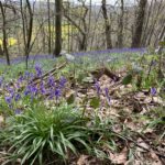 Photo of a woodland in springtime with bluebells scattered through the undergrowth.