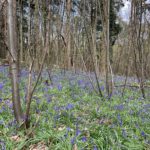 Photo a sea of bluebells through open woodland at Chantry Wood.