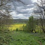 Photo of a view out across a field yellow with an Oil Seed Rape crop.