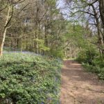 Photo of a woodland in springtime. A wide path lead off into the distance and there are bluebells under the trees.