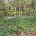 Photo of a woodland in springtime with bluebells scattered through the undergrowth.