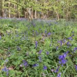 Photo of a woodland in springtime with bluebells scattered through the undergrowth.