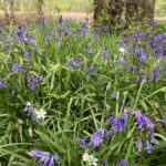 Pretty close-up photo of Bluebells mixed in with white Stitchwort flowers.