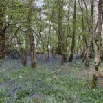 Photo of a woodland with a sea of Bluebells coming into flower.