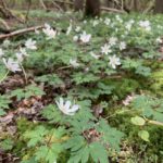 Photo of a woodland floor with a lovely scattering of white Wood Anemones in flower