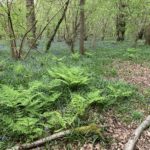 Photo of a woodland with green ferns and a mass of Bluebells