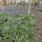 Photo of a woodland path with a mass of Bluebells either side.