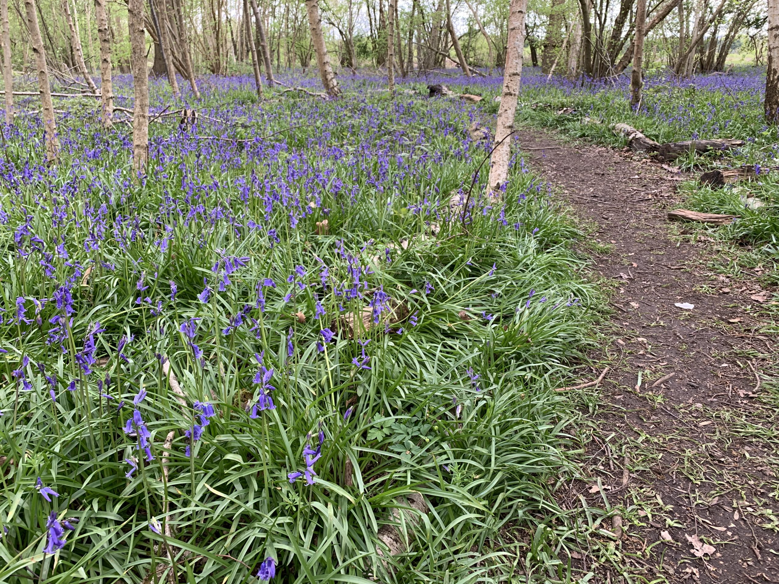 Photo of a woodland path with a mass of Bluebells either side.