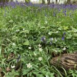 Photo of white Wood Anemones and a haze of blue Bluebells