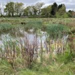 Photo of a pond. Lots of vegetation growing around the edge.