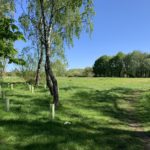 Sunny photo of the meadow at Southwood Country Park East.