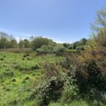 Photo taken on a sunny day looking out across the wetland area of Southwood Country Park East. You can see the pale colour of the reed beds.