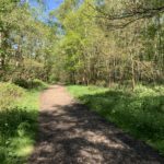 Photo of a wide track through the woodland.