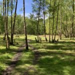 Photo taken looking through scattered trees to an open picnic area.