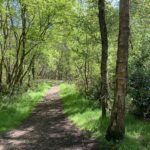 Photo of a shady path running through the trees.