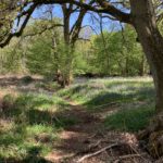 Spring photo of the woodland, with fresh green leaves and the woodland floor pretty with Bluebells.