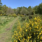 Photo of bright yellow Broom in flower.
