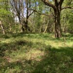 Spring photo of the woodland, with fresh green leaves and the woodland floor pretty with wildflowers.