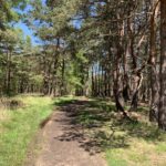 Photo taken looking down a wide woodland path. Trees either side.