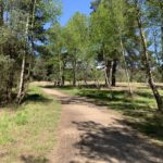 Photo taken looking down a wide woodland path. Trees either side.