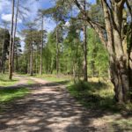 Photo taken looking down a wide woodland path. Trees either side.