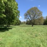 Summery photo with fresh green leaves on the trees looking great against a blue sky.