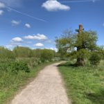 Photo looking down a surfaced path, with rough vegetation either side. An old Oak tree stands beside the path. It has lost its top but is still alive, with fresh green leaves.