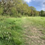 Photo of green meadow flanked by mature trees. Wild flowers bloom in the foreground.