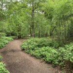 Springtime photo of a path through woodland on a bright sunny day.