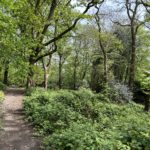 Springtime photo of a path through woodland on a bright sunny day.