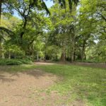 Springtime photo of an open space in the trees on a bright sunny day.