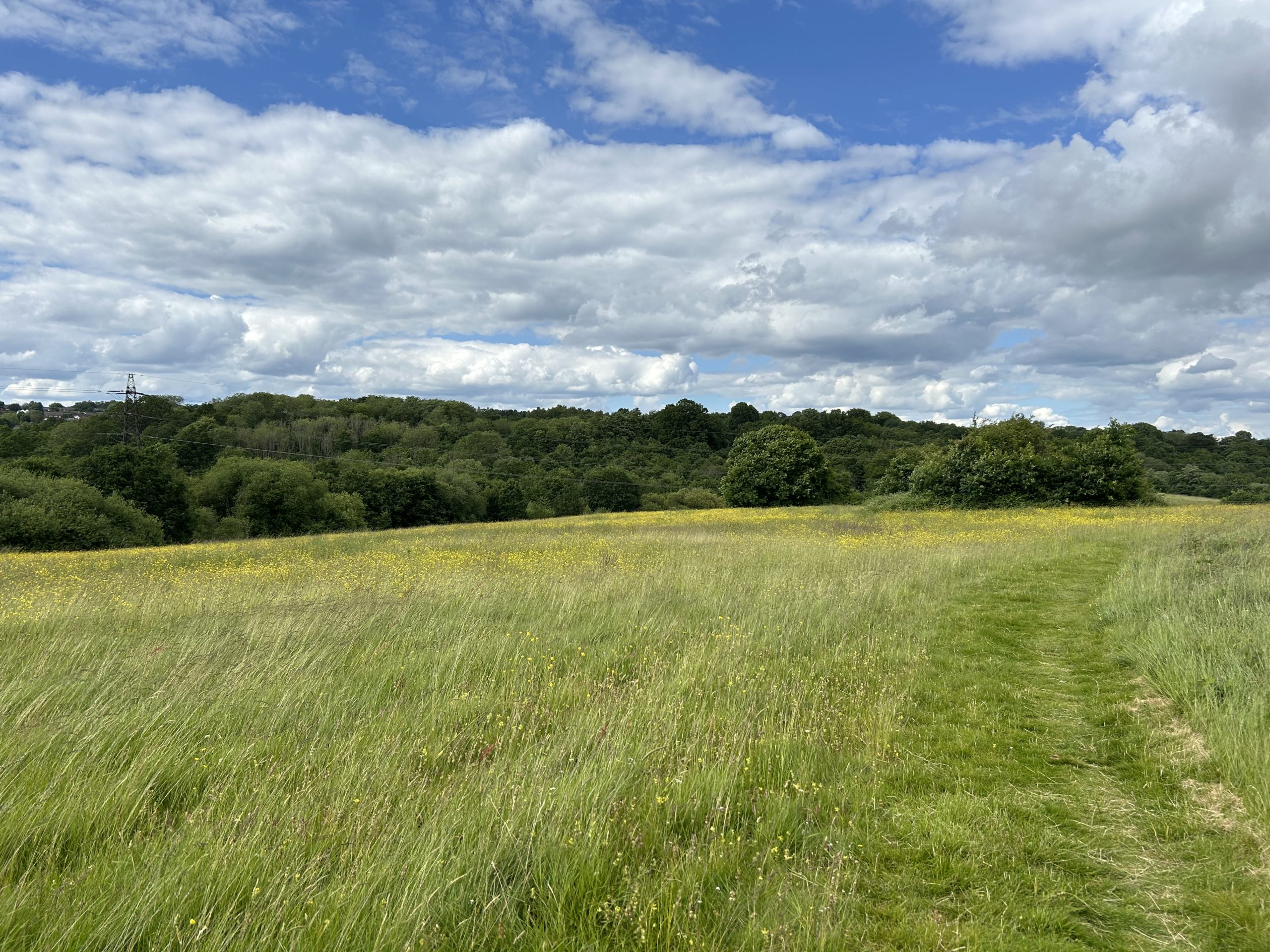 Photo of a mown path through a green meadow in early summer.