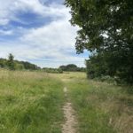 Photo looking out across a meadow surrounded by trees.