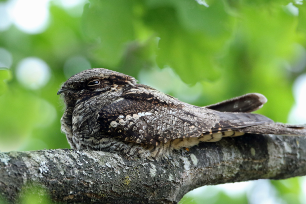 Photo of mottled bown bird sitting quietly on a branch. By Mark leitch.