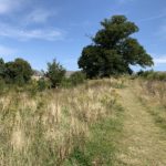 Photo of a rough path through a late summer meadow. A fine old Oak tree stands beside the path.