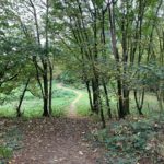 Photo of a narrow path leading down hill, through scattered trees.