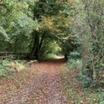 Photo of a sandy bridleway with trees either side.