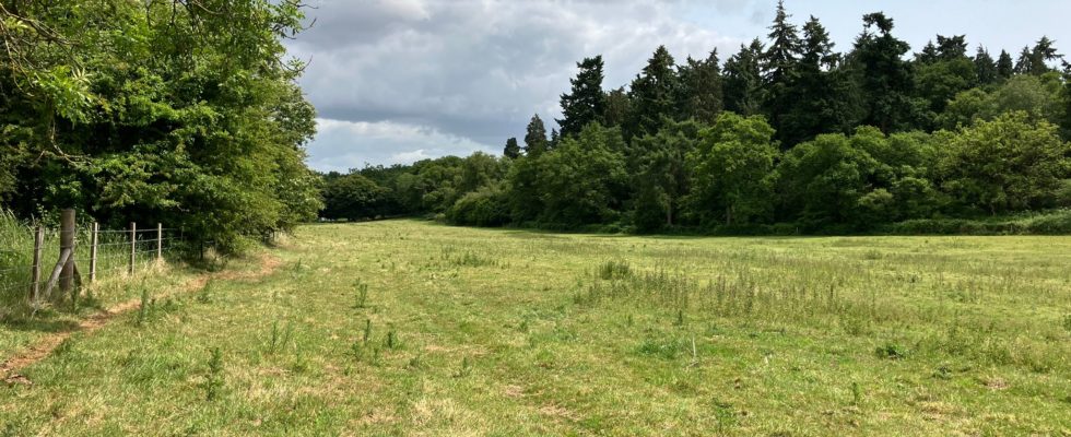 Photo of an open grass area taken in spring with trees in leaf
