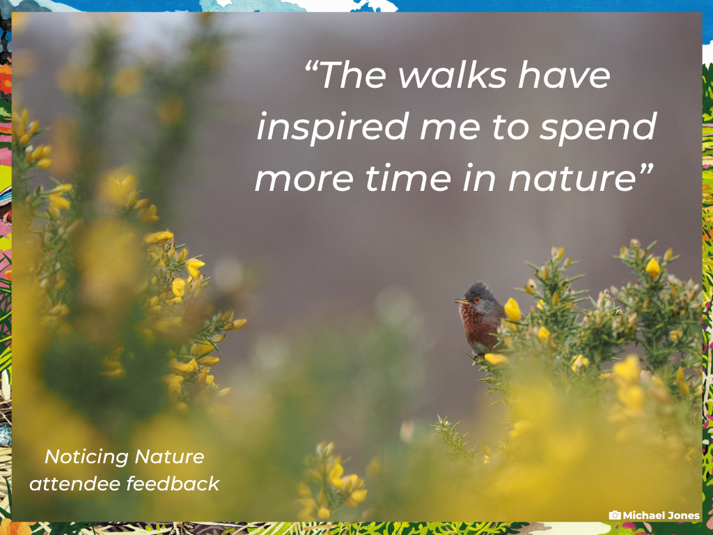 A photo with a dark grey bird with dark red chest and red-ringed eye perched on a yellow-flowered gorse plant. The text reads "The walks have inspired me to spend mor time in nature"