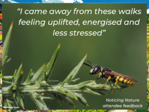 A photo with a black and yellow wasp perched on a spiky gorse plant. The text reads "I came away from these walks feeling uplifted, energised and less stressed"