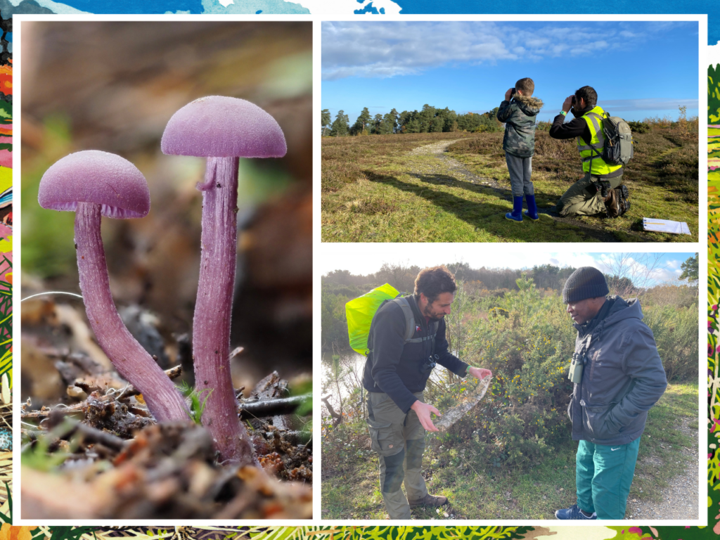 A photo montage showing two people looking at bracket mushrooms on a piece of dead wood. Another phot shows a man and a boy with binoculars looking into the distance across an open heathland on a sunny day with blue sky. The third photo is of a purple fungus - two bright purple mushrooms growing out of the leaf litter.