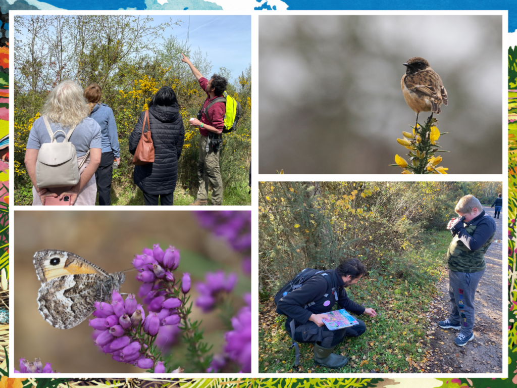 A photo montage showing a person pointing to a distant hoverfly at the top of a willow tree. He is surrounded by a small group of onlookers. Another photo shows a man and a boy looking at a purple flower. The boy is looking at the flower with binoculars. The third photo shows a bird perched on top of a gorse bush. The bird has a dark head and is mostly brown, with a rosy chest. The fourth photo shows a brown and orange butterfly with an eye spot on one of its wings perched on purple-flowered Bell Heather.
