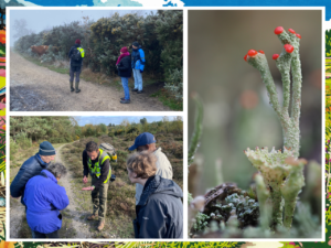 A photo montage showing three people in winter clothing looking at a light brown cow in the misty distance. They are flanked on one side by gorse plants. The second photo shows a man, surrounded by four people. They are all looking at a beetle in the man's open hand. The third photo shows lichen growing out of the ground. One of the lichen is shaped like a cup and the other is tall and thin with red tops.