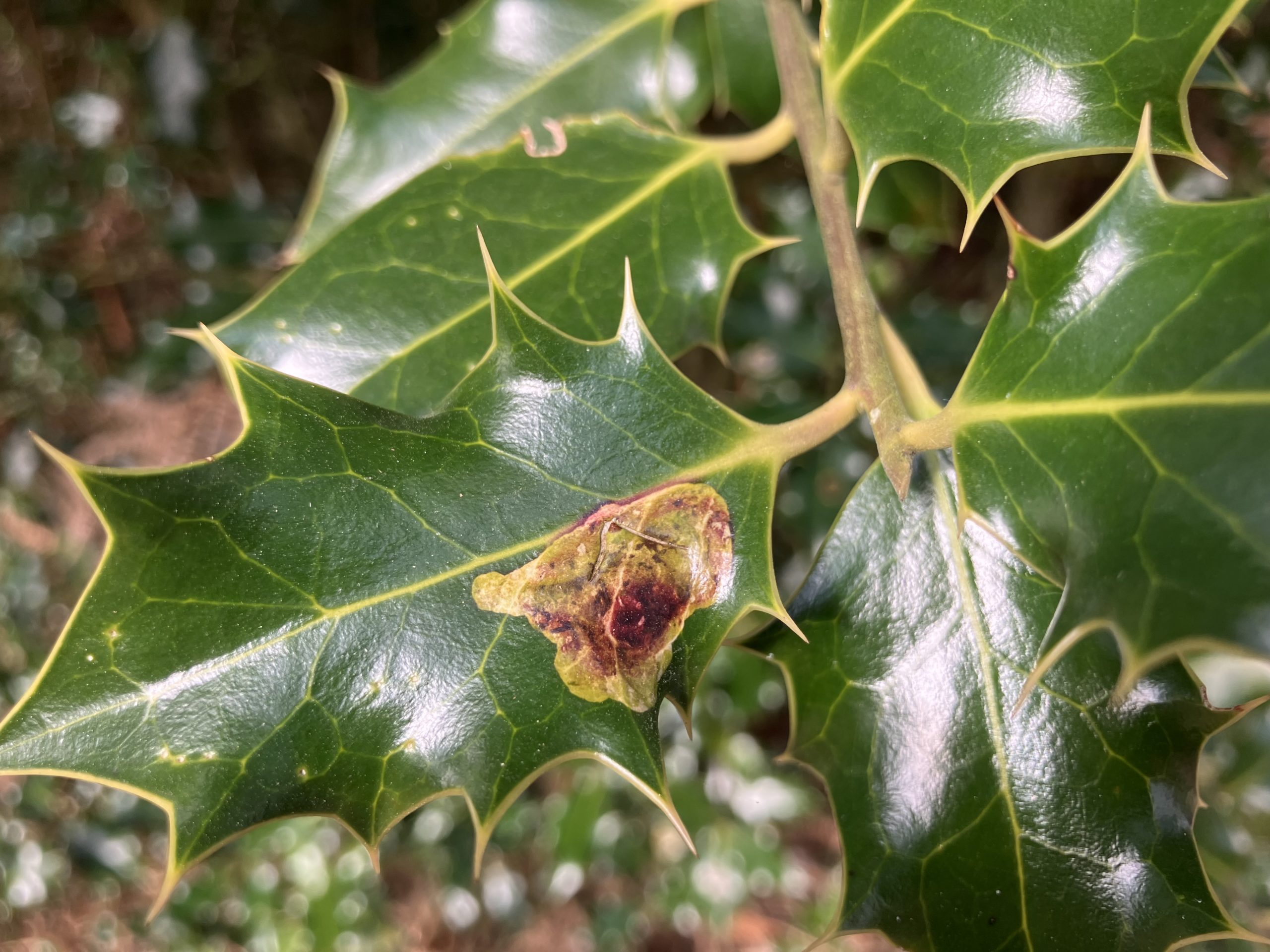 Photo of holly with a brown area created by a tunnelling fly