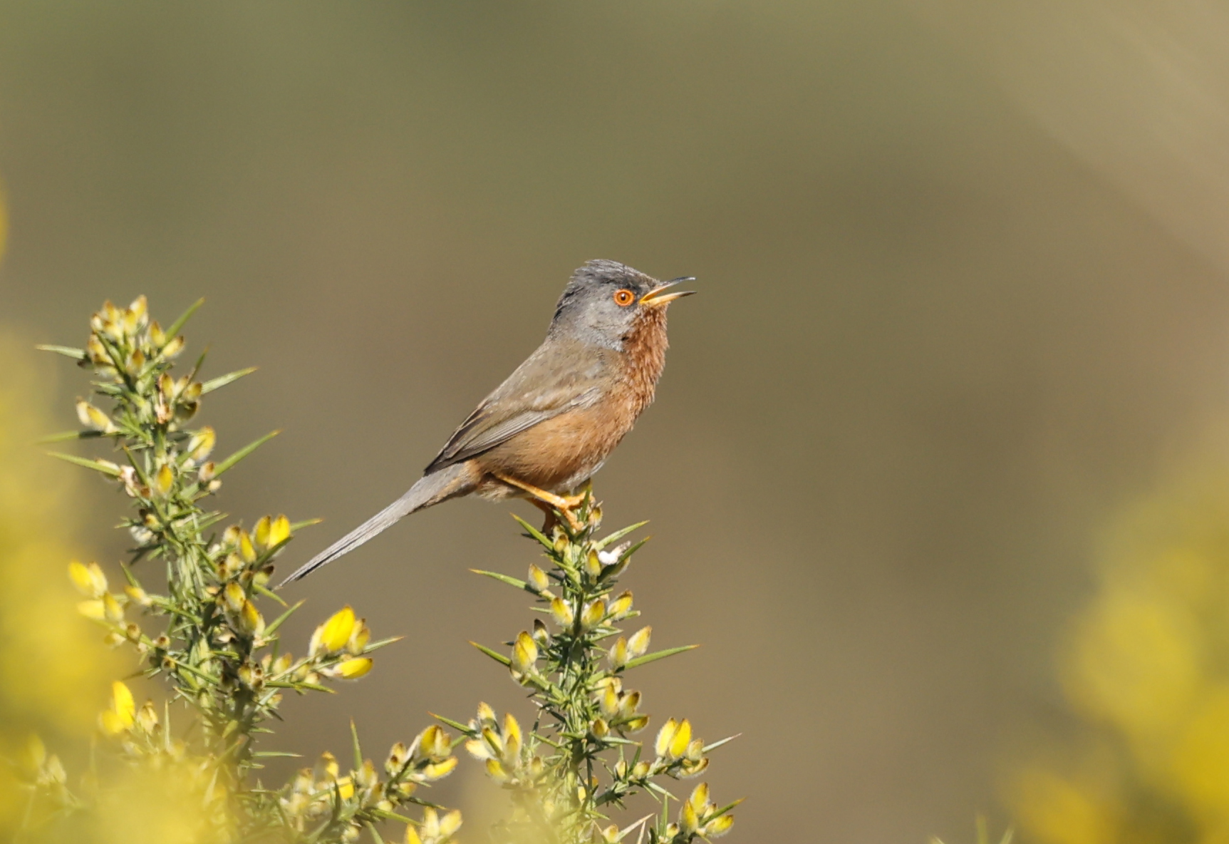 Photo of a small brown bird with red chest and eye perched on spiky gorse bush with yellow flowers