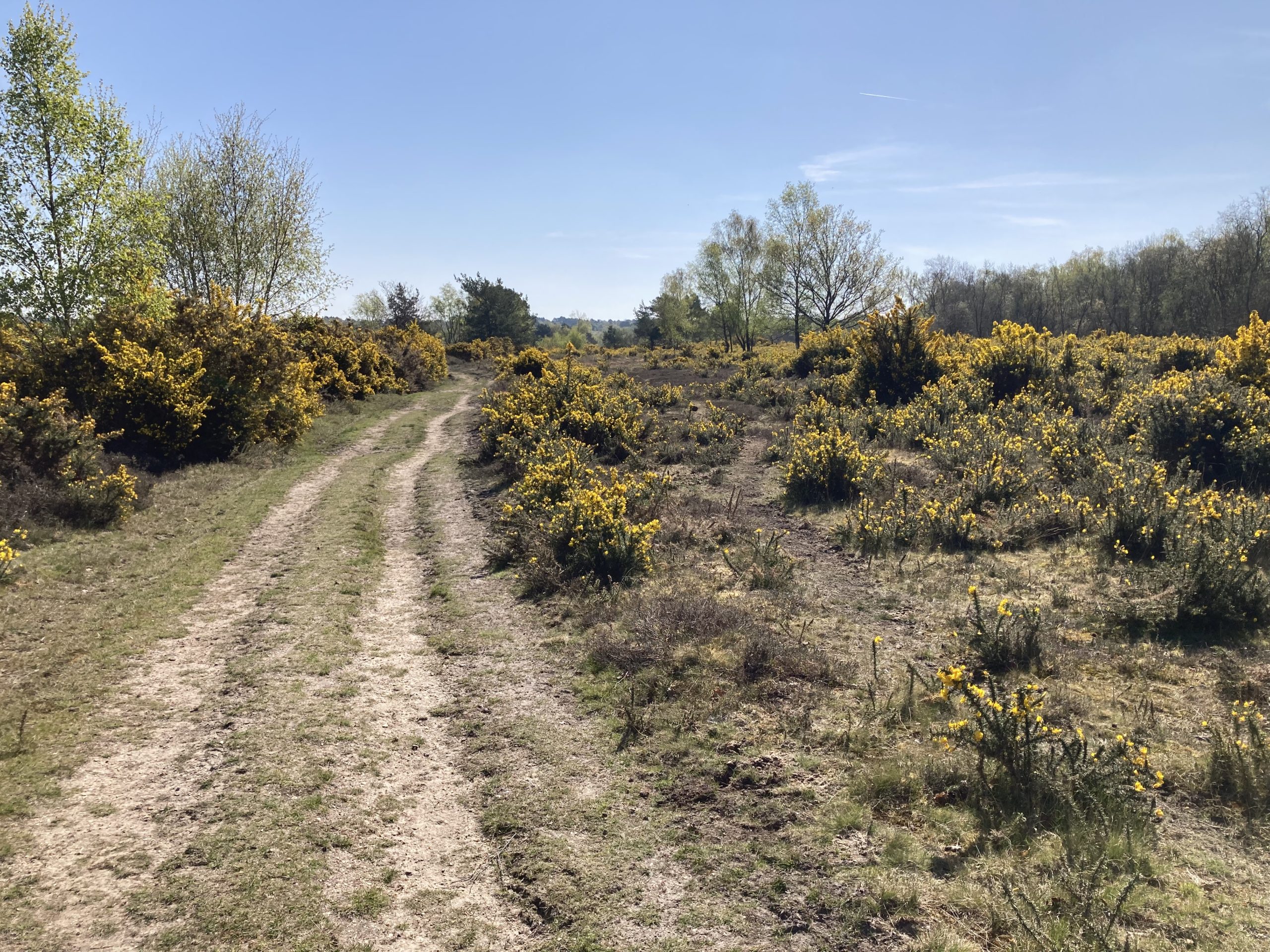 Photo of sandy path cutting through heathland in spring. Path is lined with yellow gorse bushes