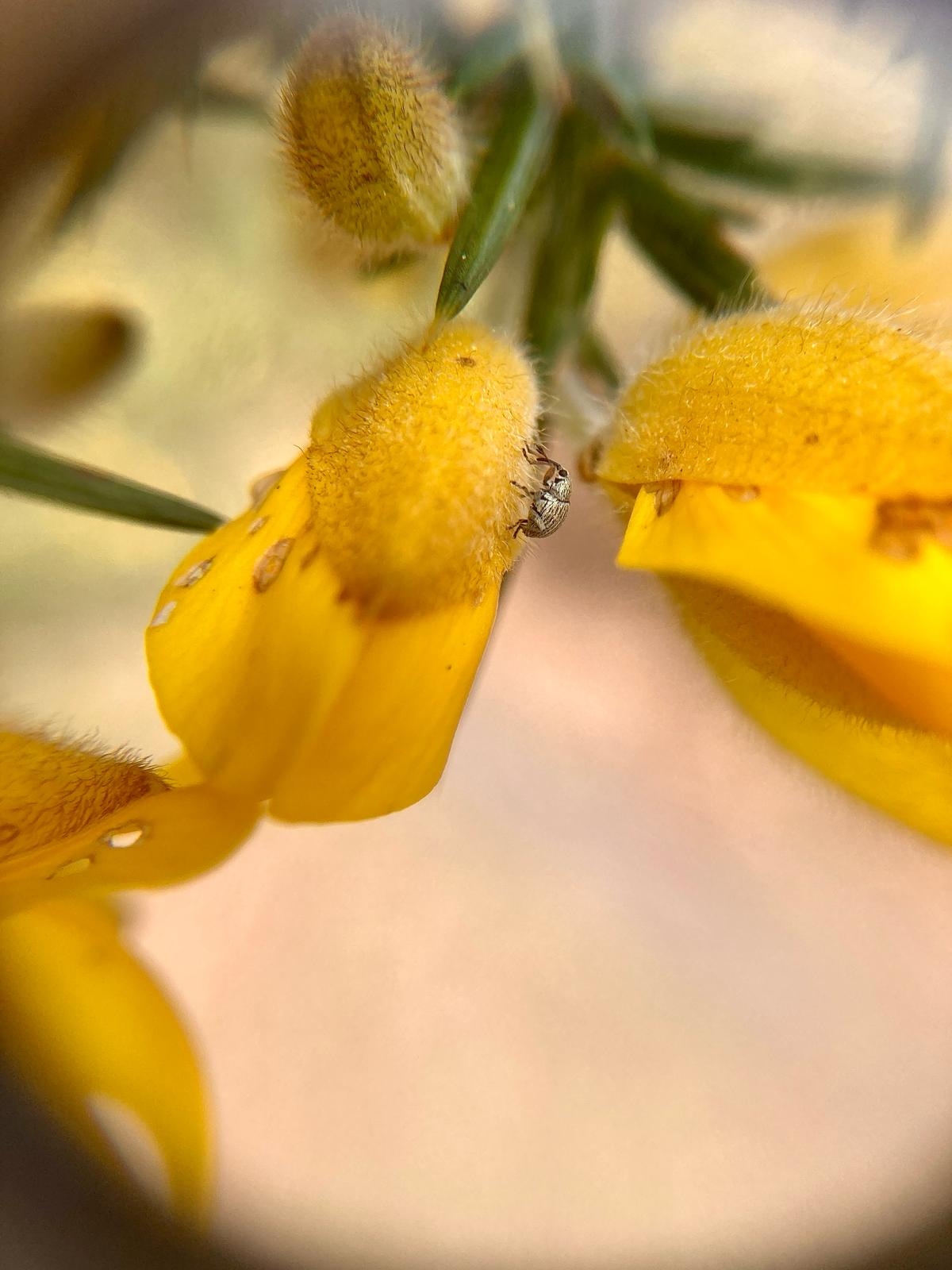 photo of a small green bug on a yellow gorse petal